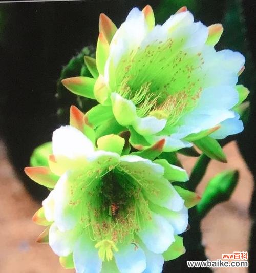 探索坚强的花语与象征 以菊花代表坚强