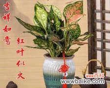 以花为媒 花开吉祥，如意绵绵