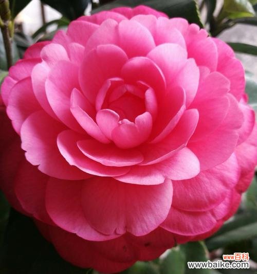 以花为媒 花开吉祥，如意绵绵