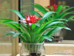 以花为媒 花语吉祥，好运相伴