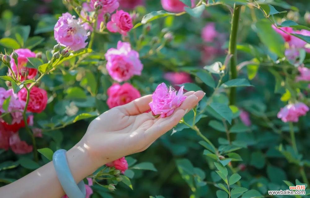 传情的极致哀伤 花语中的离别