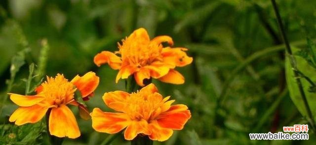 传情的极致哀伤 花语中的离别