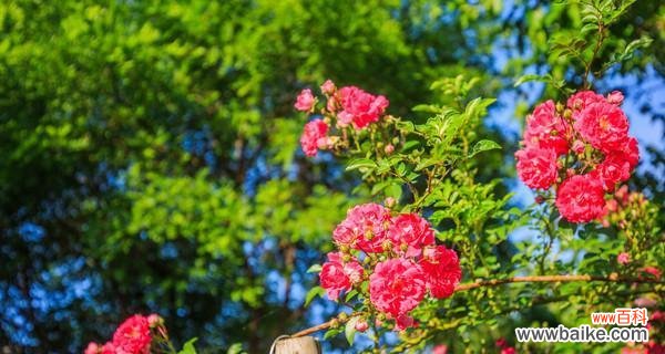 传情的极致哀伤 花语中的离别