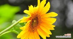 菊花的深刻意义与教师的相似之处 用菊花赞美教师的辛勤付出