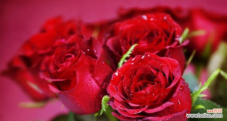 揭示每朵花的浪漫密码 浪漫之花