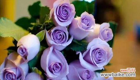 揭示每朵花的浪漫密码 浪漫之花