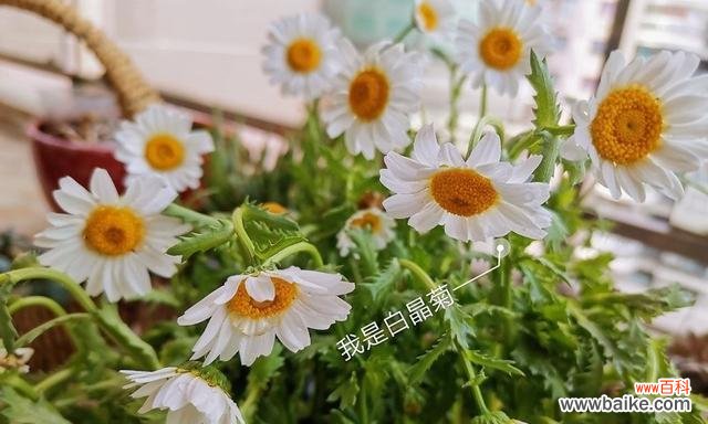 向日葵 以向日葵代表开心快乐——快乐之花