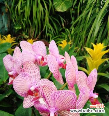 向日葵 以向日葵代表开心快乐——快乐之花