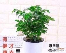 以百合花代表平安 花开平安，祈福心安宁