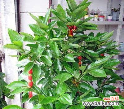 以百合花代表平安 花开平安，祈福心安宁