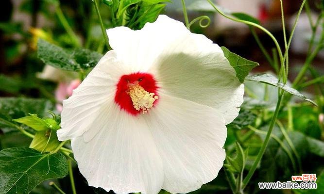 男性气质的象征 男人的花朵——探索以什么花代表男人