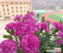 以花为媒 母亲之爱