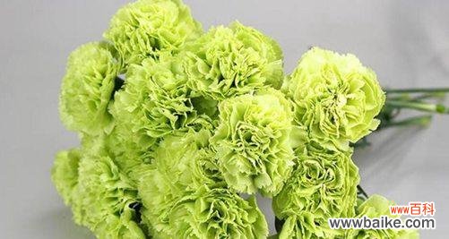 用花朵的美丽和坚韧诠释母爱的伟大 母爱之花——以花为象征的母爱