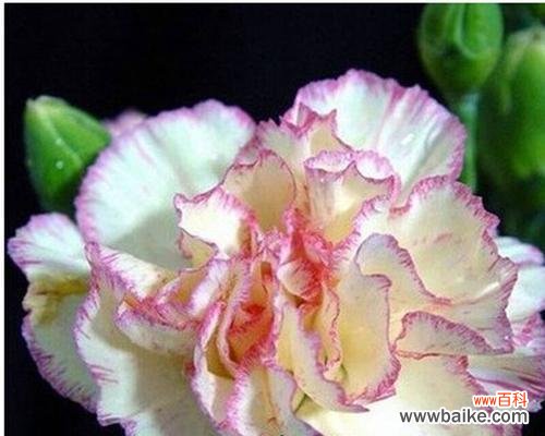 用花朵的美丽和坚韧诠释母爱的伟大 母爱之花——以花为象征的母爱