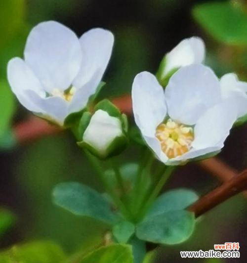 以花为媒介 生命之花