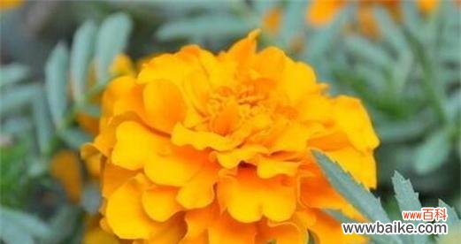 以花为媒介 生命之花