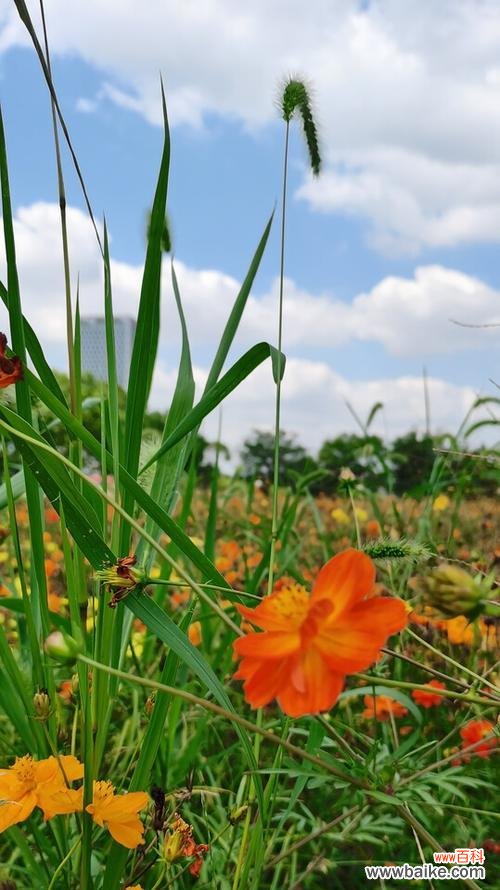 探寻百合花的善良之美 以百合花代表善良的美德