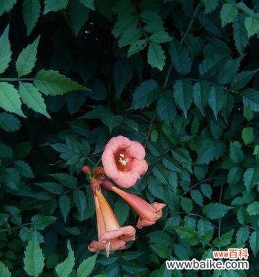 以什么花代表柔弱娇贵 柔弱娇贵之花的象征意义