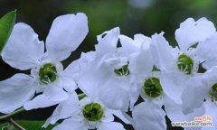 以什么花代表柔弱娇贵 柔弱娇贵之花的象征意义