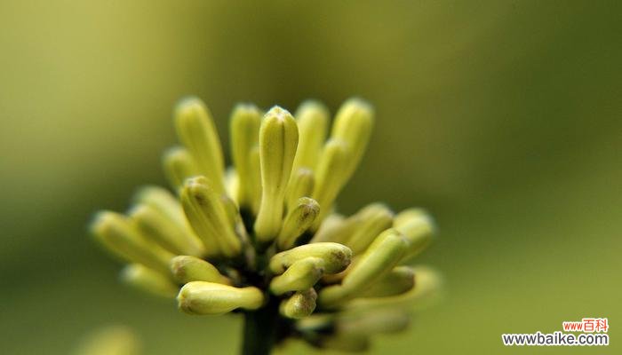 揭示清明节与鲜花的深刻联系 清明节之花