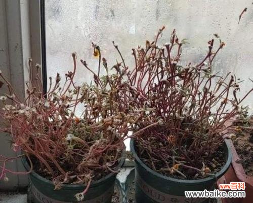 百合花的象征意义与文化内涵 生死之间