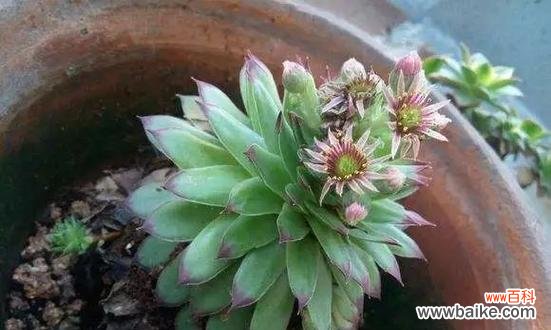 百合花的象征意义与文化内涵 生死之间