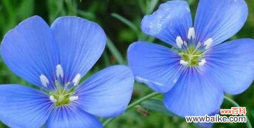 用百合花绽放出爱与守护的力量 以百合花代表守护的力量