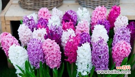 探索胜利的象征花卉及其意义 胜利之花