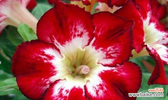 探索胜利的象征花卉及其意义 胜利之花