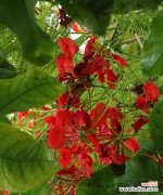 探索胜利的象征花卉及其意义 胜利之花