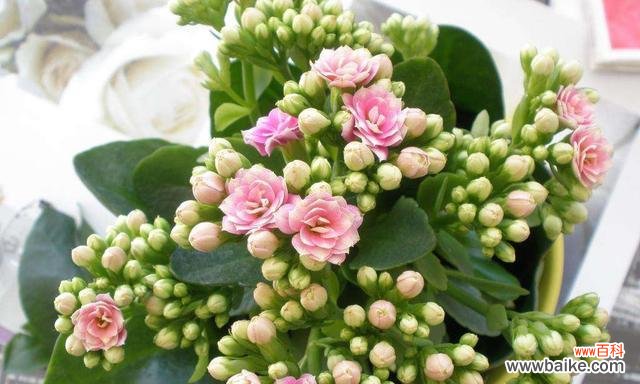 探索向日葵背后的希望之意 希望之花