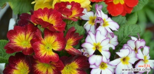 探索向日葵背后的希望之意 希望之花