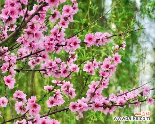 以花为媒 柔情花语