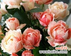 以花为媒 柔情花语