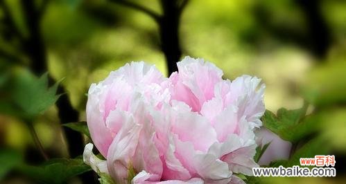 用花语告别过去的爱情 忘记一个人，以忘情蔷薇为代表