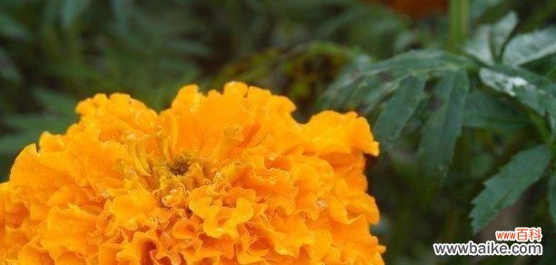 探寻花朵所代表的痛苦和悲伤之源 花开痛苦,花谢悲伤