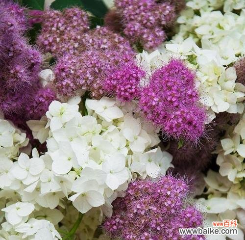 探寻花朵所代表的痛苦和悲伤之源 花开痛苦,花谢悲伤