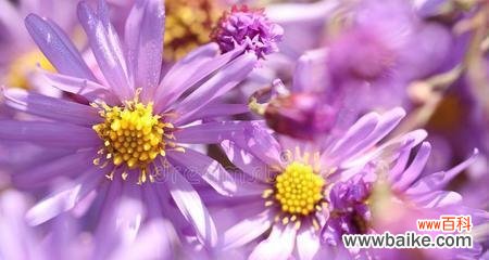 花语情缘 用花朵代表喜欢的情感