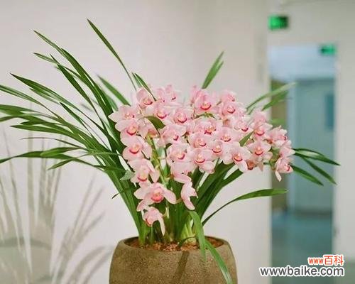 探索不同花卉象征的幸运之旅 以花代表幸运