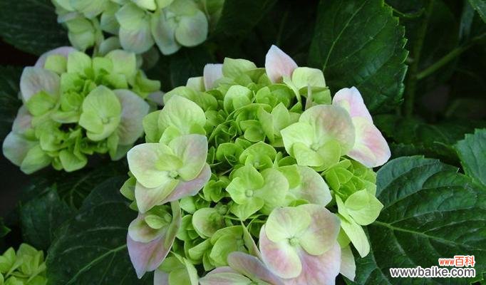 探索不同花卉象征的幸运之旅 以花代表幸运