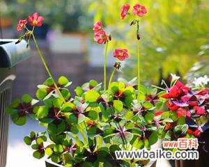 探索不同花卉象征的幸运之旅 以花代表幸运