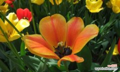 以萧瑟之花述心境 花开未见心已死