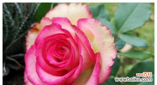 以萧瑟之花述心境 花开未见心已死