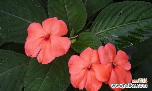 以盛开的花朵迎接新生的喜悦 用花朵象征新生的美妙之旅