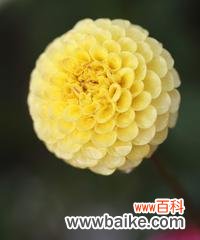 以盛开的花朵迎接新生的喜悦 用花朵象征新生的美妙之旅