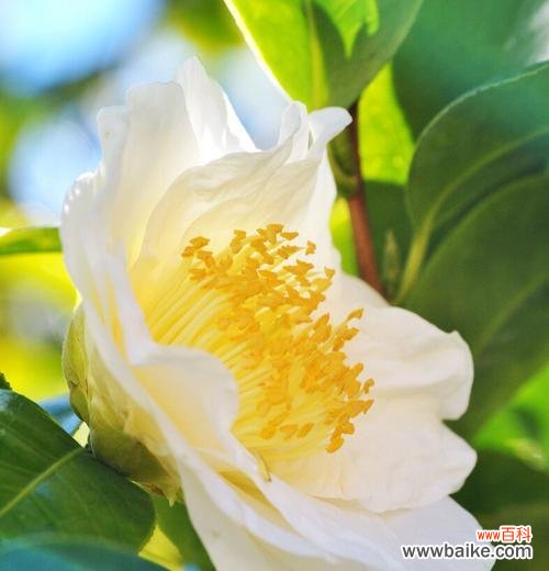 以什么花代表相思 相思之花