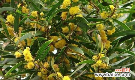 以什么花代表相思 相思之花