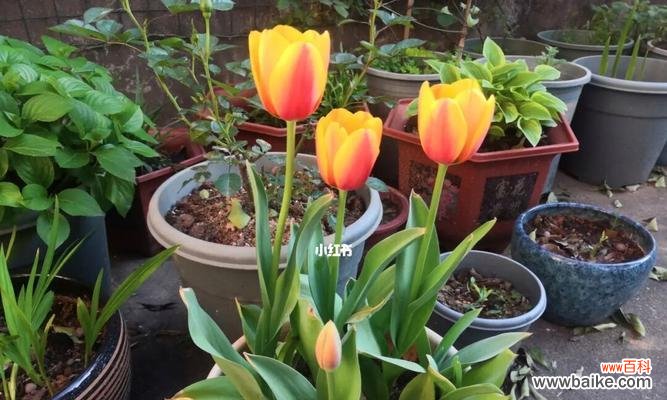 红玫瑰的象征意义与传说 永恒的爱之花——玫瑰