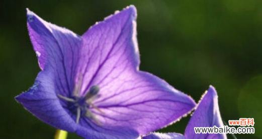 以什么花象征一生一世的情感 一生一世的花语