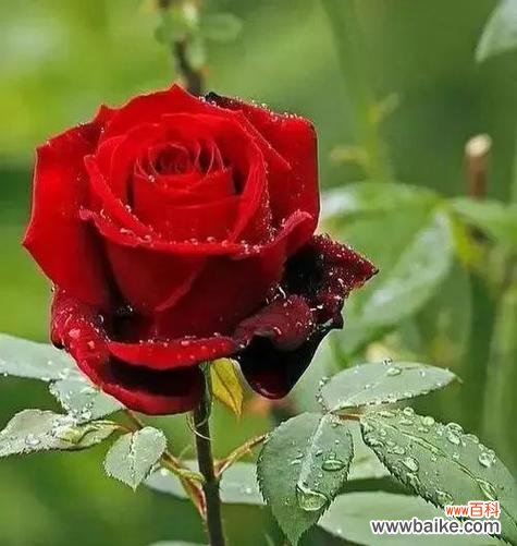 以什么花象征一生一世的情感 一生一世的花语